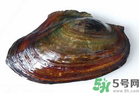 如何挑選河蚌？河蚌的營(yíng)養(yǎng)價(jià)值？