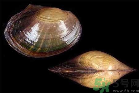 如何挑選河蚌？河蚌的營(yíng)養(yǎng)價(jià)值？