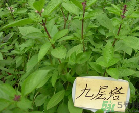 九層塔是什么菜？九層塔的功效與作用