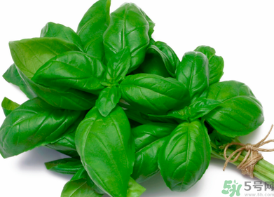 九層塔是什么菜？九層塔的功效與作用