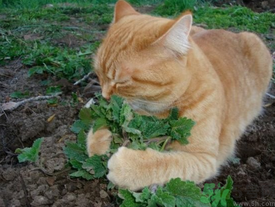 貓薄荷是什么？貓薄荷對(duì)貓有什么作用？