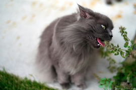 貓薄荷是什么？貓薄荷對(duì)貓有什么作用？