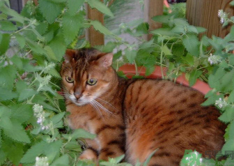 貓薄荷對貓有危害嗎？使用貓薄荷的注意事項(xiàng)