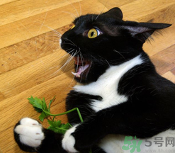 貓薄荷對貓有危害嗎？使用貓薄荷的注意事項(xiàng)