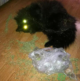 貓薄荷怎么用？貓薄荷和薄荷的區(qū)別