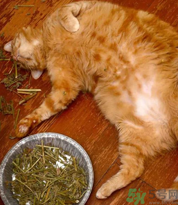 貓薄荷怎么用？貓薄荷和薄荷的區(qū)別