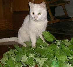 貓薄荷怎么用？貓薄荷和薄荷的區(qū)別