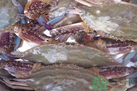 孕婦可以吃梭子蟹嗎？梭子蟹怎么洗？