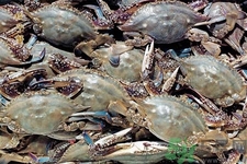 孕婦可以吃梭子蟹嗎？梭子蟹怎么洗？