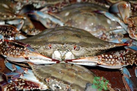 孕婦可以吃梭子蟹嗎？梭子蟹怎么洗？