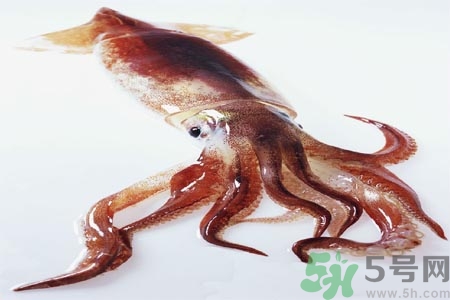 魷魚怎么處理？干魷魚怎么泡發(fā)？