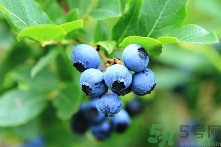 藍莓怎么洗？藍莓可以怎么吃？