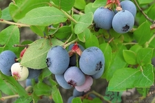 藍莓怎么洗？藍莓可以怎么吃？