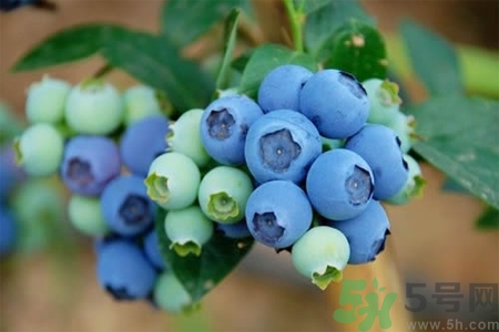 藍莓怎么洗？藍莓可以怎么吃？