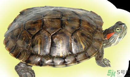烏龜可以吃嗎？烏龜怎么吃？