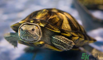 烏龜可以吃嗎？烏龜怎么吃？