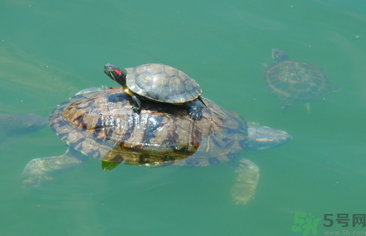 烏龜可以吃嗎？烏龜怎么吃？