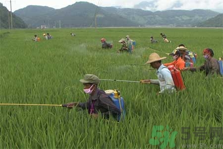 如何去除蔬菜上農(nóng)藥殘留？清洗農(nóng)藥小竅門有哪些？