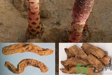 鎖陽的作用與功效 鎖陽的用藥禁忌