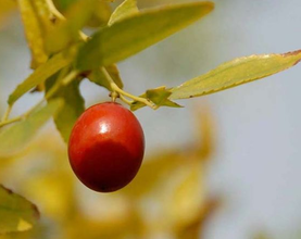 孕婦可以吃酸棗嗎？酸棗的功效與作用
