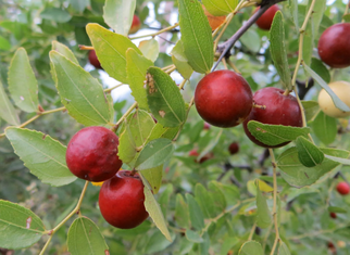 孕婦可以吃酸棗嗎？酸棗的功效與作用