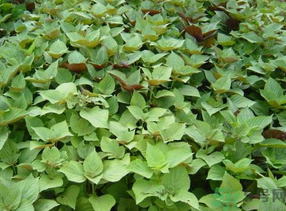 孕婦可以吃紫蘇嗎？孕婦吃紫蘇的好處及注意事項(xiàng)