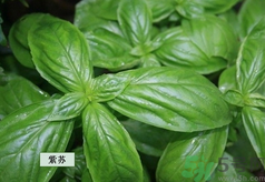 孕婦可以吃紫蘇嗎？孕婦吃紫蘇的好處及注意事項(xiàng)