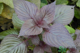 孕婦可以吃紫蘇嗎？孕婦吃紫蘇的好處及注意事項(xiàng)