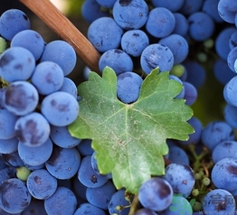 自釀葡萄可以吃嗎？自釀葡萄會產生氣壓嗎？