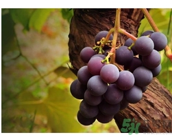 自釀葡萄可以吃嗎？自釀葡萄會產生氣壓嗎？