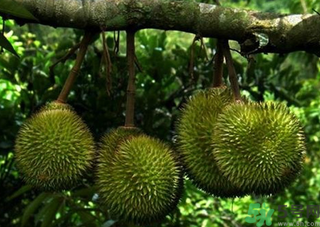 金枕頭榴蓮和普通榴蓮有什么區(qū)別？金枕頭榴蓮怎么挑？