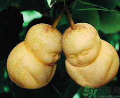 娃娃梨是怎么種出來的？娃娃梨為什么外形像娃娃？