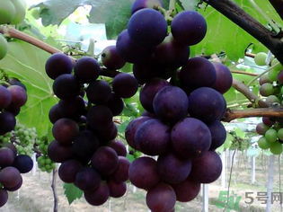 孕婦可以吃巨峰葡萄嗎？孕婦吃葡萄好嗎？