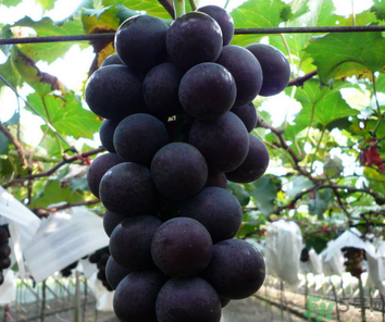 巨峰葡萄皮可以吃嗎？巨峰葡萄的好處及禁忌