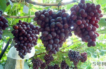 巨峰葡萄皮可以吃嗎？巨峰葡萄的好處及禁忌