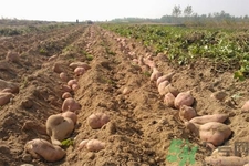 白薯不能和什么一起吃？香蕉和白薯能一起吃嗎？