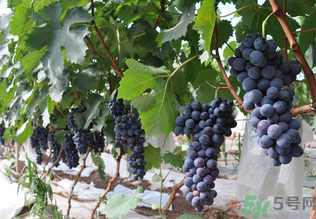 夏黑葡萄孕婦能吃嗎？孕婦吃夏黑葡萄的好處及禁忌