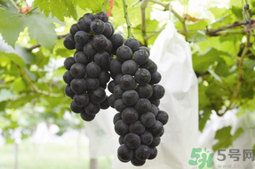 夏黑葡萄孕婦能吃嗎？孕婦吃夏黑葡萄的好處及禁忌