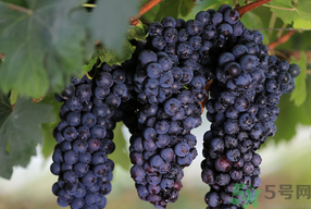 夏黑葡萄孕婦能吃嗎？孕婦吃夏黑葡萄的好處及禁忌