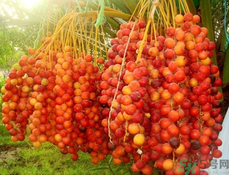 椰棗怎么吃？椰棗的功效與作用