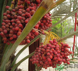 椰棗怎么吃？椰棗的功效與作用