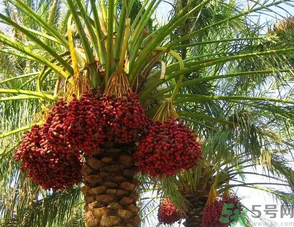 椰棗怎么吃？椰棗的功效與作用