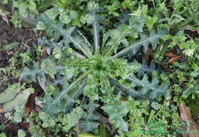 救心菜怎么吃？救心菜的吃法