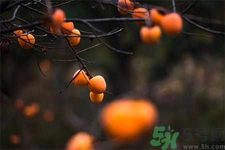 柿餅的營(yíng)養(yǎng)價(jià)值 柿餅的功效與作用及食用方法 柿餅的營(yíng)養(yǎng)價(jià)值 柿餅的功效與作用及食用方法