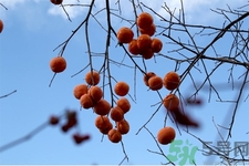 柿餅的營(yíng)養(yǎng)價(jià)值 柿餅的功效與作用及食用方法 柿餅的營(yíng)養(yǎng)價(jià)值 柿餅的功效與作用及食用方法