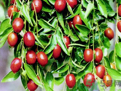 孕婦能吃金絲棗嗎？金絲棗的功效作用