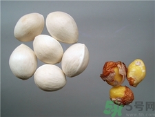 孕婦能吃白果嗎?孕婦吃白果對(duì)胎兒影響嗎? 孕婦能吃白果嗎?孕婦吃白果對(duì)胎兒影響嗎?