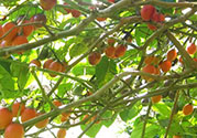 樹(shù)番茄怎么吃？樹(shù)番茄的功效作用