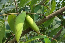 五倍子能治早泄嗎？五倍子的副作用有哪些？