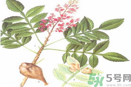 五倍子能治早泄嗎？五倍子的副作用有哪些？